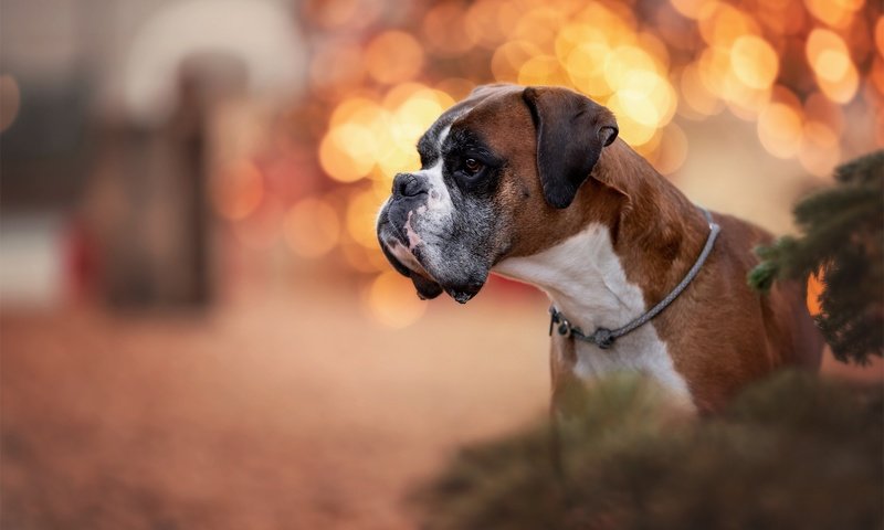 Обои морда, портрет, собака, блики, профиль, боксер, face, portrait, dog, glare, profile, boxer разрешение 2048x1365 Загрузить