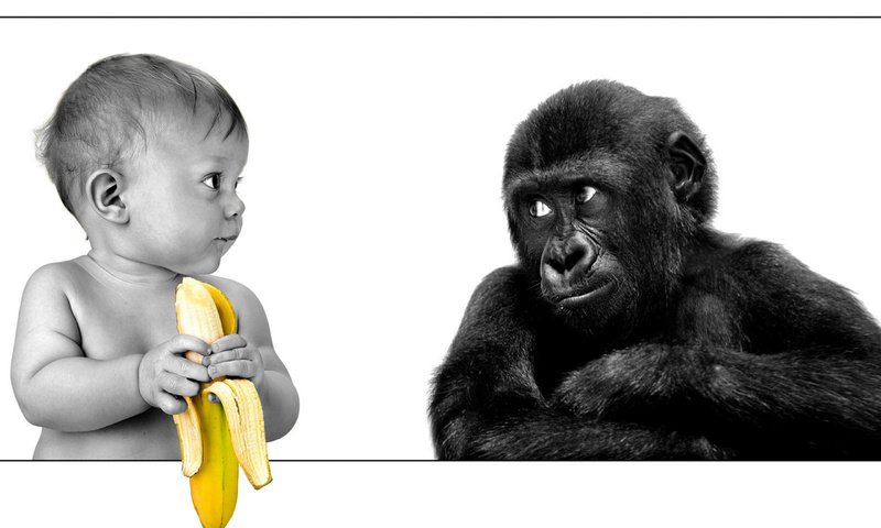 Обои ребенок, обезьяна, банан, child, monkey, banana разрешение 2560x1600 Загрузить