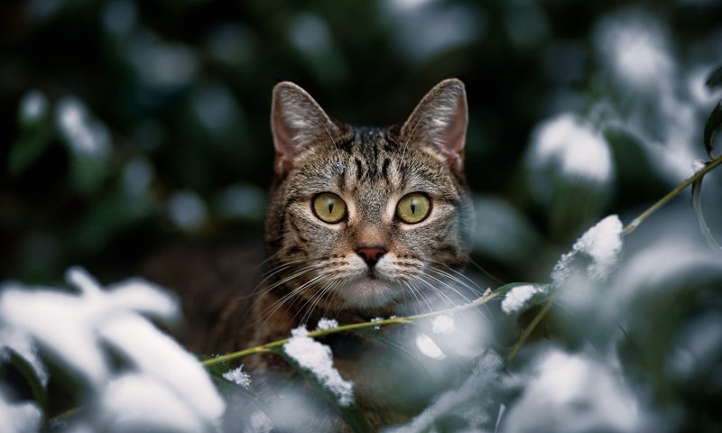 Обои зима, кот, кошка, взгляд, боке, winter, cat, look, bokeh разрешение 1920x1080 Загрузить