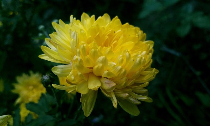 Обои хризантема желтая фон темный, chrysanthemum yellow background dark разрешение 4160x2340 Загрузить