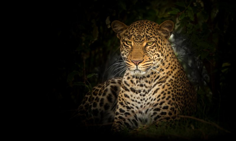 Обои морда, портрет, взгляд, леопард, черный фон, дикая кошка, face, portrait, look, leopard, black background, wild cat разрешение 1920x1080 Загрузить