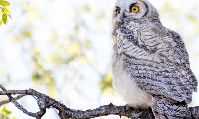 Обои сова, ветки, взгляд, красавица, птица, белая, боке, светлый фон, owl, branches, look, beauty, bird, white, bokeh, light background разрешение 1920x1080 Загрузить