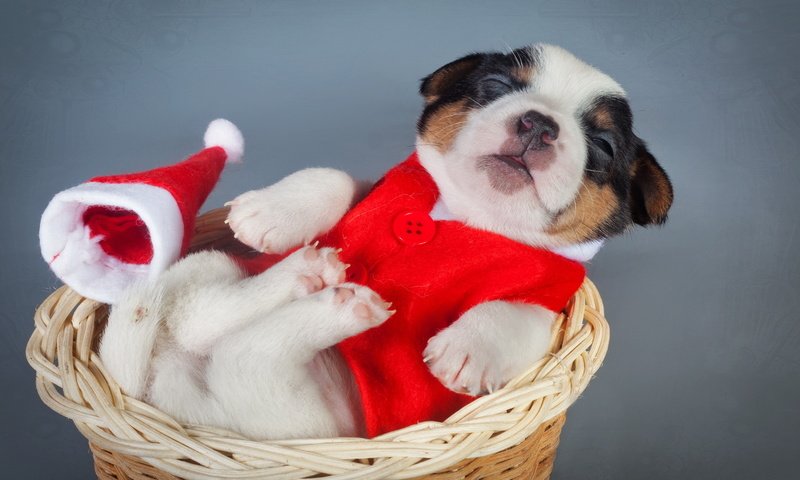 Обои щенок, корзина, костюм, новый, год, puppy, basket, costume, new, year разрешение 2560x1440 Загрузить