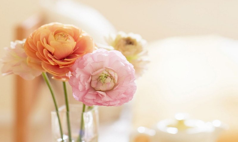 Обои цветы, букет, нежный, ранункулюс, flowers, bouquet, gentle, ranunculus разрешение 1920x1080 Загрузить