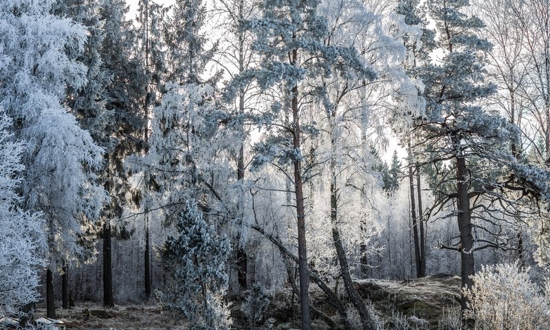 Обои деревья, природа, лес, зима, пейзаж, мороз, иней, лодки, trees, nature, forest, winter, landscape, frost, boats разрешение 2560x1600 Загрузить