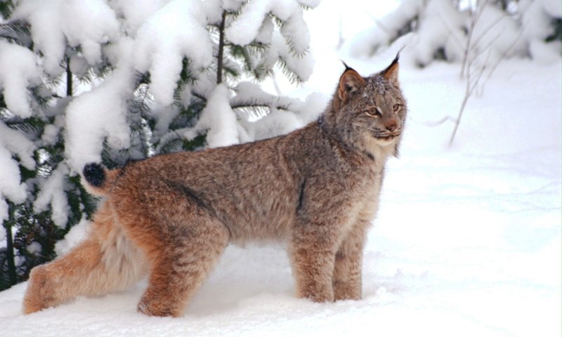 Обои снег, рысь, snow, lynx разрешение 3072x2048 Загрузить