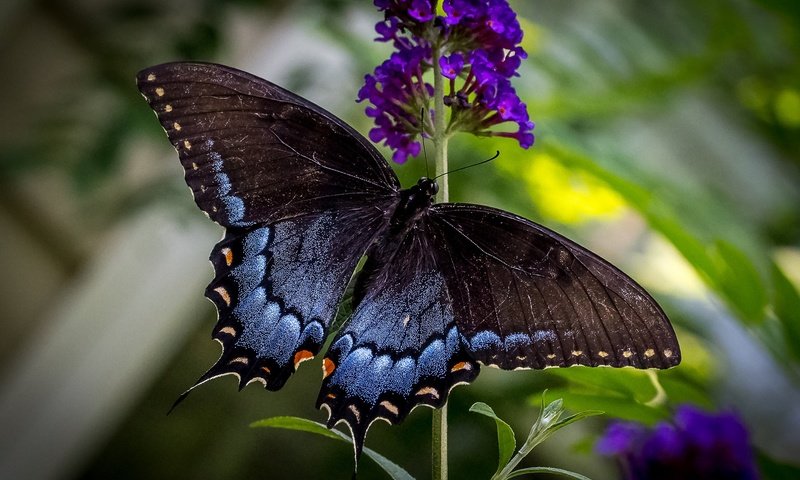 Обои цветы, макро, бабочка, крылья, flowers, macro, butterfly, wings разрешение 2048x1365 Загрузить
