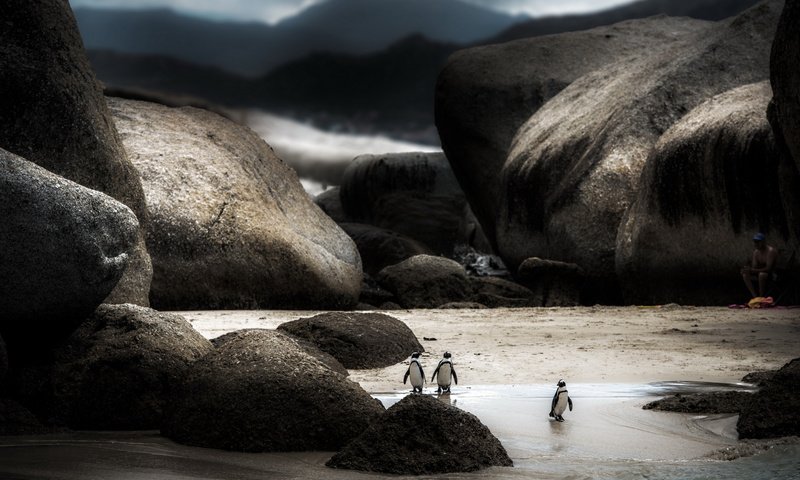 Обои природа, фон, человек, наблюдает, пингвины, nature, background, people, watching, penguins разрешение 2112x1188 Загрузить