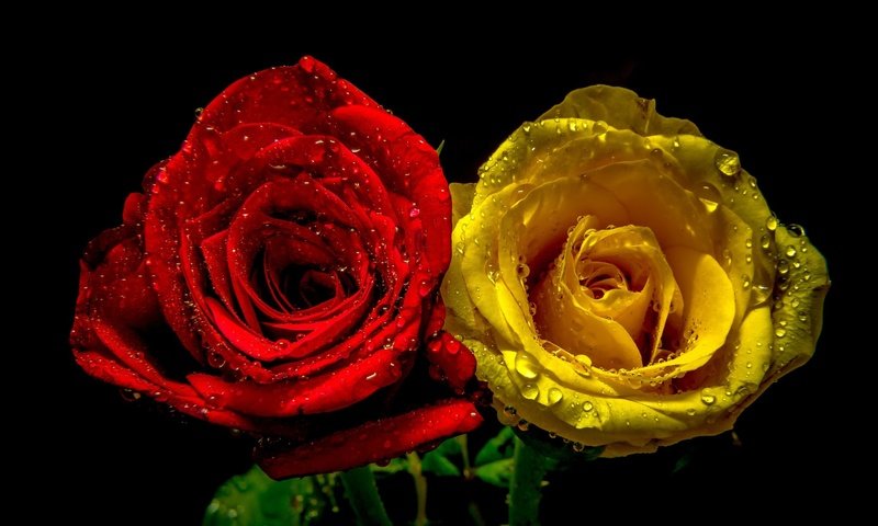 Обои капли, розы, пара, drops, roses, pair разрешение 2048x1356 Загрузить