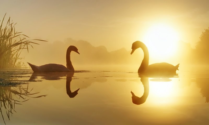 Обои озеро, природа, лебеди, lake, nature, swans разрешение 2048x1152 Загрузить