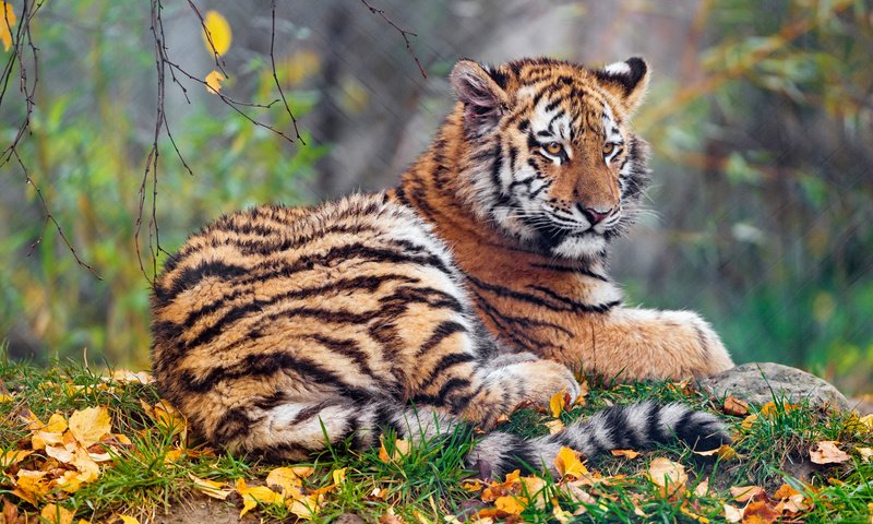 Обои тигр, лежит, морда, тигренок, малыш, природа, боке, листья, фон, листва, взгляд, осень, tiger, lies, face, baby, nature, bokeh, leaves, background, foliage, look, autumn разрешение 2112x1188 Загрузить
