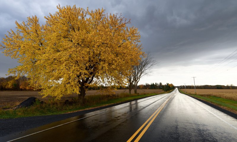 Обои дорога, дерево, поле, осень, урожай, road, tree, field, autumn, harvest разрешение 2112x1188 Загрузить
