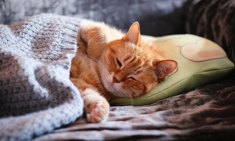 Обои морда, подушка, кот, покрывало, лапы, закрытые глаза, кошка, сон, домашний, спит, рыжий, диван, уют, comfort, face, pillow, cat, blanket, paws, closed eyes, sleep, home, sleeping, red, sofa разрешение 2112x1188 Загрузить