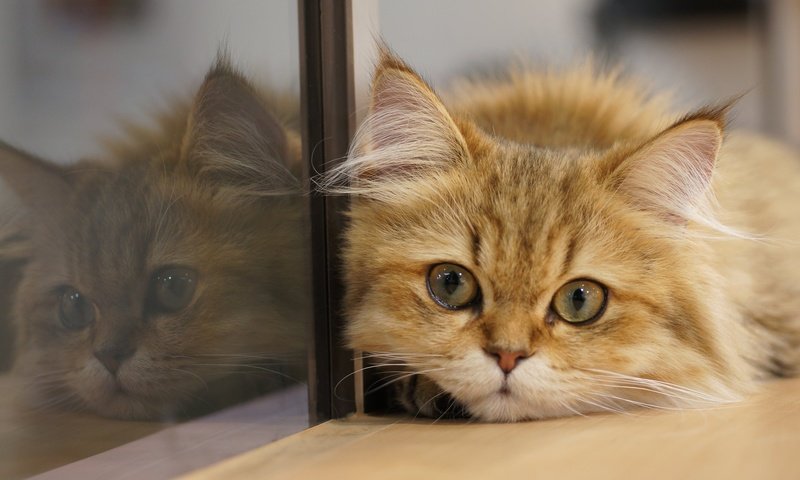 Обои отражение, кот, мордочка, кошка, взгляд, стекло, котейка, reflection, cat, muzzle, look, glass разрешение 2048x1361 Загрузить