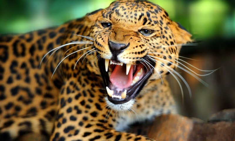 Обои леопард, leopard разрешение 4888x3377 Загрузить