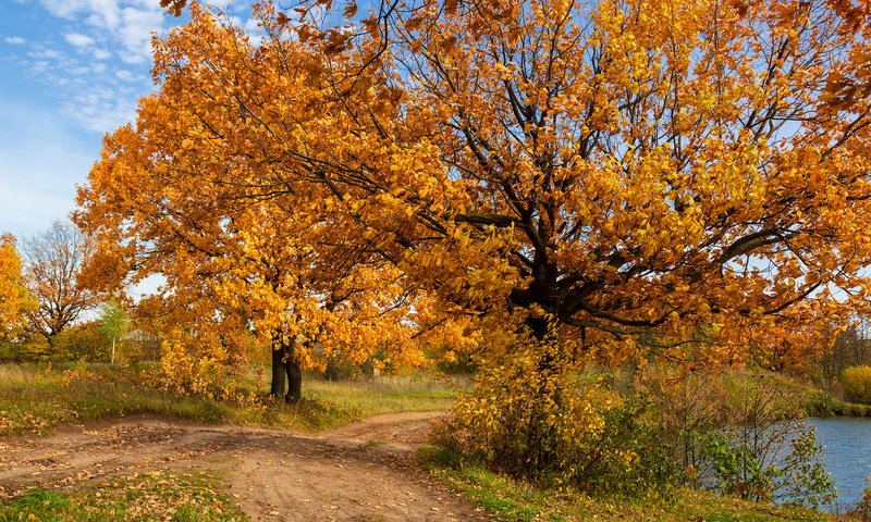 Обои деревья, природа, пейзаж, осень, trees, nature, landscape, autumn разрешение 2304x1536 Загрузить