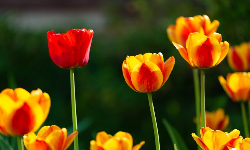 Обои цветы, весна, тюльпаны, желто-красные, flowers, spring, tulips, yellow-red разрешение 2304x1536 Загрузить