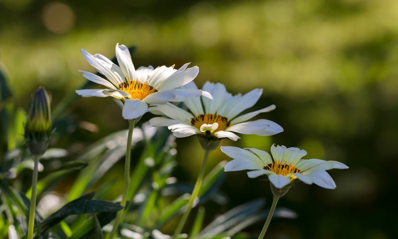 Обои цветы, природа, лето, белая, боке, газания, flowers, nature, summer, white, bokeh, gazania разрешение 2113x1409 Загрузить