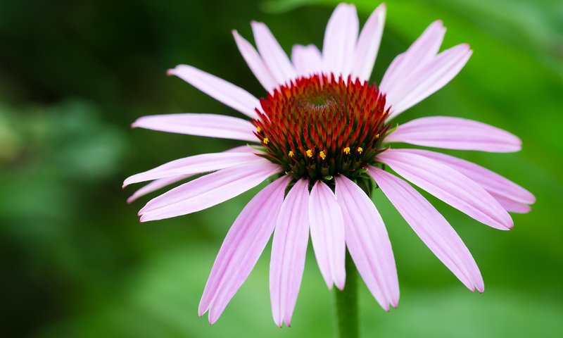 Обои цветы, природа, макро, лето, крупным планом, эхинацея, flowers, nature, macro, summer, closeup, echinacea разрешение 2304x1536 Загрузить