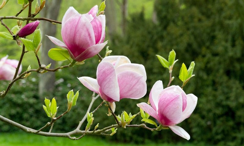 Обои весна, цветёт, магнолия, spring, blooms, magnolia разрешение 1920x1280 Загрузить