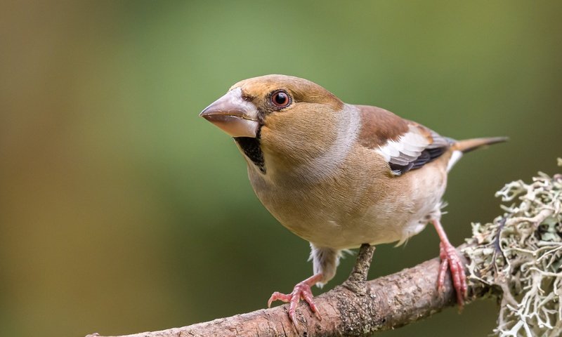 Обои ветка, поза, дубонос, branch, pose, grosbeak разрешение 2560x1600 Загрузить