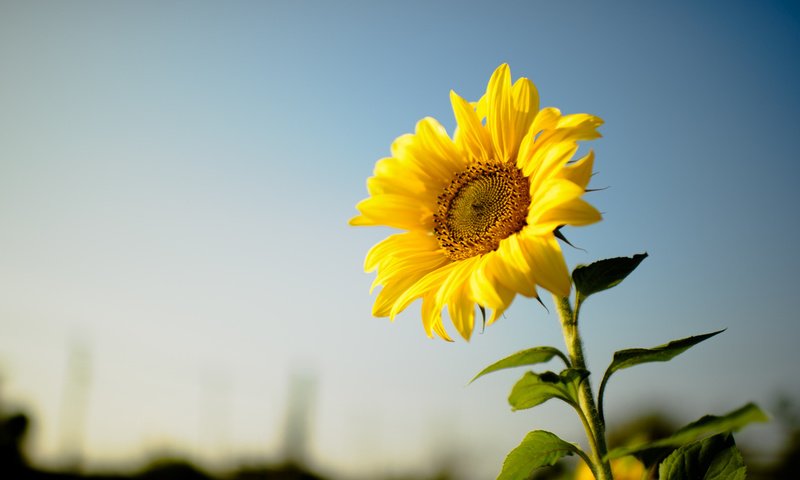 Обои цветок, подсолнух, желтые лепестки, flower, sunflower, yellow petals разрешение 2112x1188 Загрузить