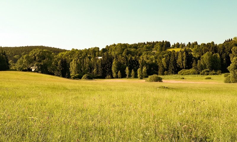 Обои деревья, лес, поле, trees, forest, field разрешение 3840x2118 Загрузить