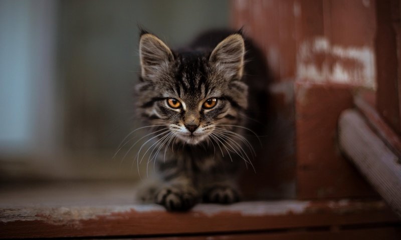 Обои кот, мордочка, взгляд, котенок, пушистый, милый, мейн-кун, cat, muzzle, look, kitty, fluffy, cute, maine coon разрешение 2560x1440 Загрузить