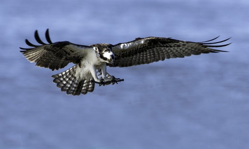 Обои полет, скопа, хищная птица, flight, osprey, bird of prey разрешение 1920x1080 Загрузить