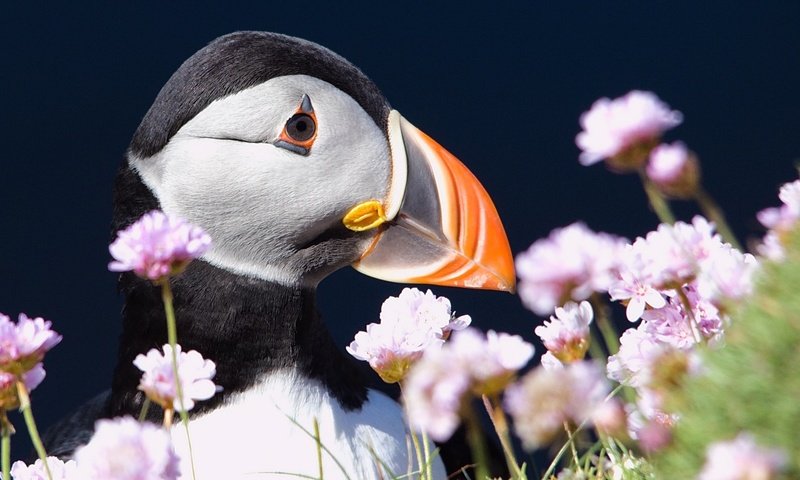Обои цветы, птица, клюв, тупик, атлантический тупик, puffin, flowers, bird, beak, stalled, atlantic puffin разрешение 1920x1080 Загрузить