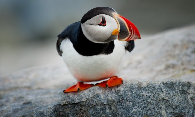 Обои камень, птица, клюв, тупик, атлантический тупик, puffin, stone, bird, beak, stalled, atlantic puffin разрешение 1920x1080 Загрузить