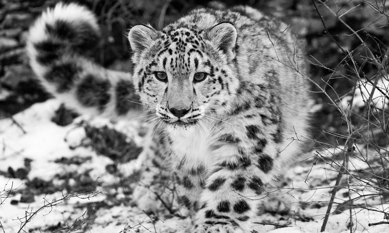 Обои снег, чёрно-белое, снежный барс, ирбис, snow, black and white, snow leopard, irbis разрешение 1920x1080 Загрузить