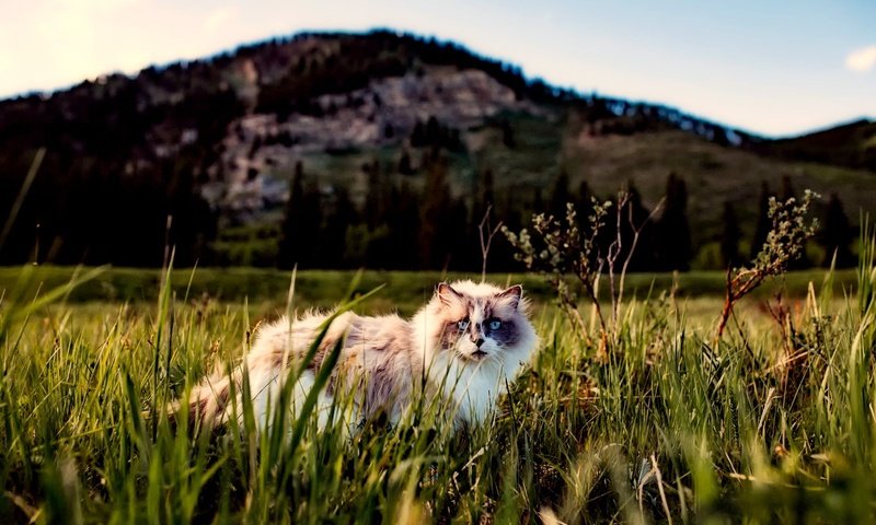 Обои трава, кот, кошка, пушистый, прогулка, grass, cat, fluffy, walk разрешение 2251x1500 Загрузить
