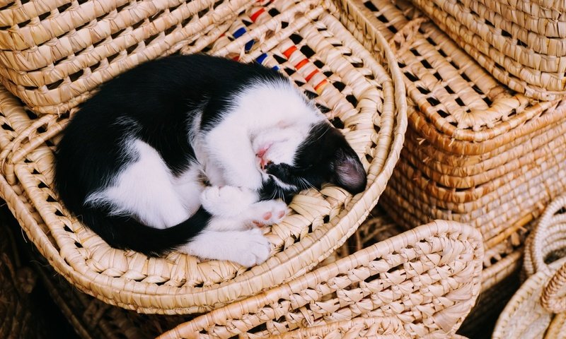 Обои кот, кошка, сон, котенок, корзина, cat, sleep, kitty, basket разрешение 1920x1080 Загрузить