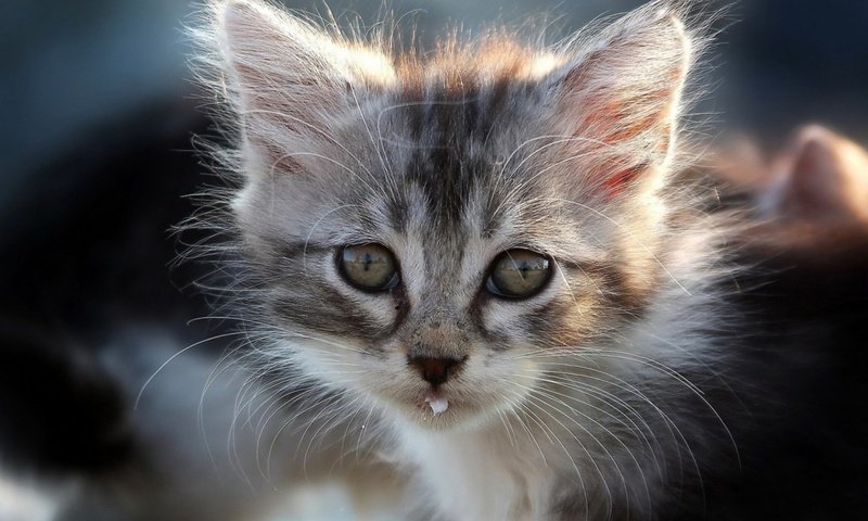 Обои кот, мордочка, кошка, взгляд, котенок, cat, muzzle, look, kitty разрешение 1920x1200 Загрузить