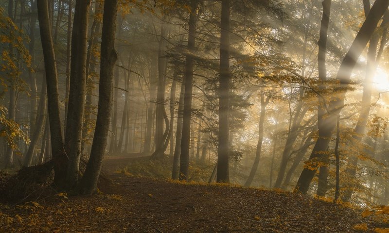 Обои деревья, norbert maier, восход, природа, лес, листья, пейзаж, солнечные лучи, солнечный свет, trees, sunrise, nature, forest, leaves, landscape, the sun's rays, sunlight разрешение 1920x1080 Загрузить