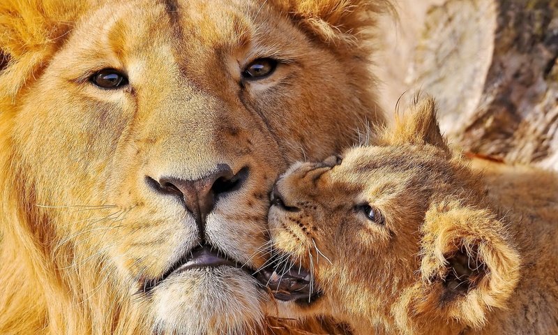 Обои морда, большая кошка, лев, забота, львица, львёнок, детеныш, face, big cat, leo, care, lioness, lion, cub разрешение 1920x1200 Загрузить