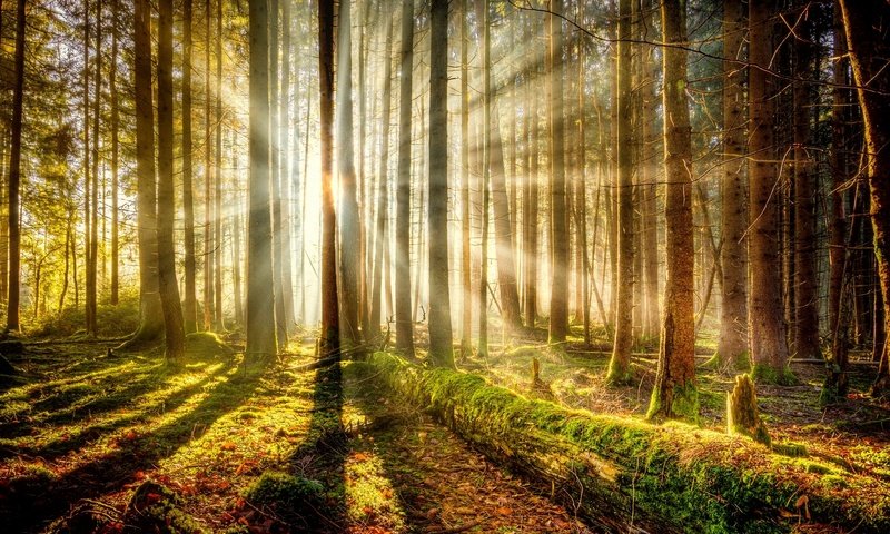 Обои деревья, лес, мох, солнечный свет, trees, forest, moss, sunlight разрешение 1920x1080 Загрузить