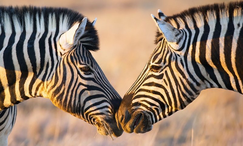 Обои зебра, африка, зебры, zebra, africa разрешение 1920x1080 Загрузить