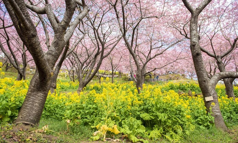 Обои цветы, цветение, парк, весна, сакура, flowers, flowering, park, spring, sakura разрешение 4000x2670 Загрузить