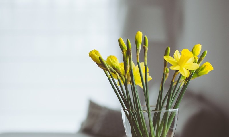 Обои цветы, букет, ваза, нарциссы, желтые, flowers, bouquet, vase, daffodils, yellow разрешение 4608x3456 Загрузить