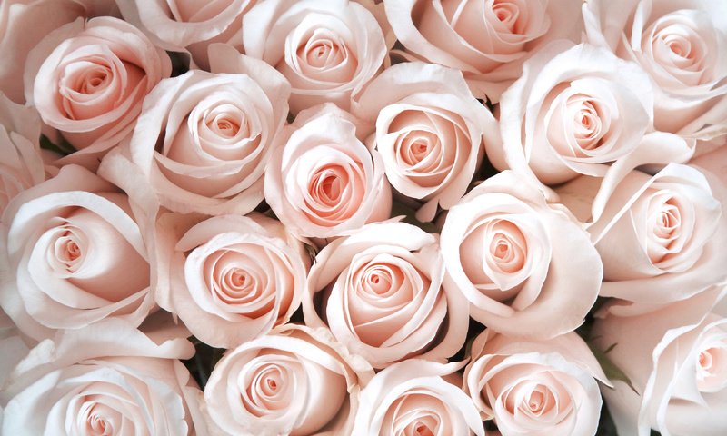 Обои цветы, бутоны, розы, лепестки, flowers, buds, roses, petals разрешение 3456x2298 Загрузить