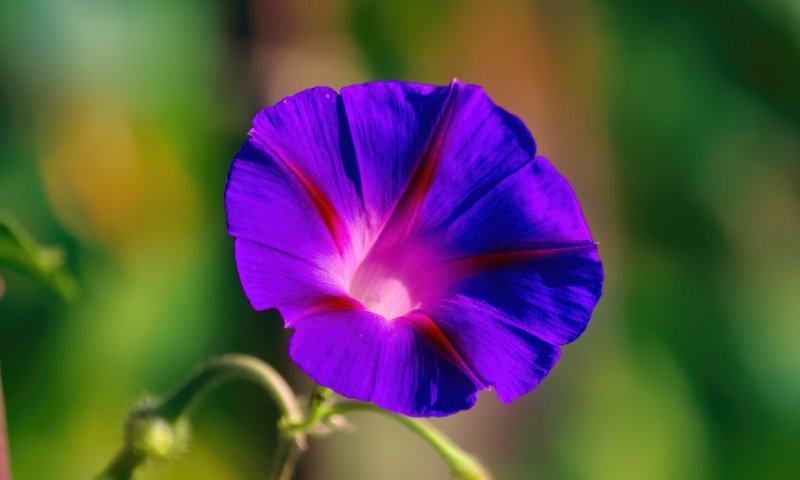 Обои цветок, вьюнок, ипомея, flower, bindweed, morning glory разрешение 5184x3456 Загрузить