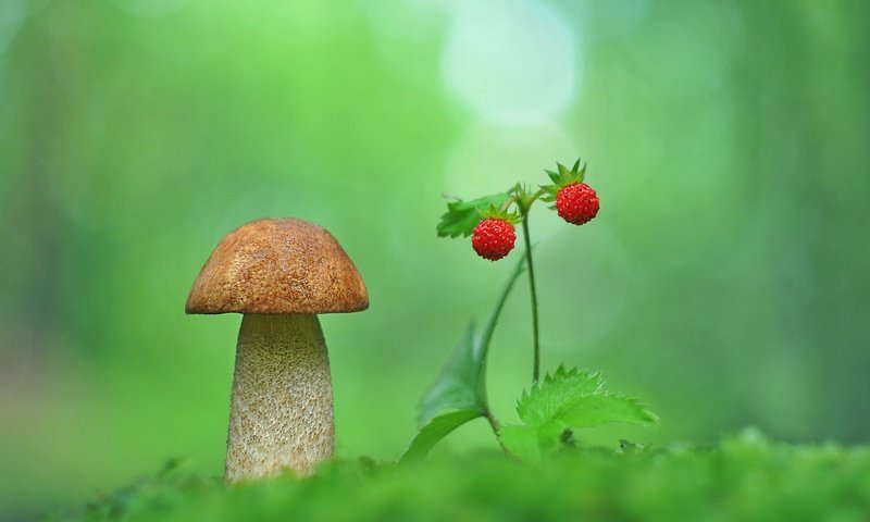 Обои природа, макро, размытость, гриб, земляника, nature, macro, blur, mushroom, strawberries разрешение 2048x1358 Загрузить