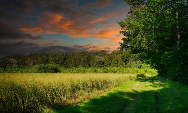 Обои небо, поле, свет, лето, трава, облака, деревья, природа, лес, закат, the sky, field, light, summer, grass, clouds, trees, nature, forest, sunset разрешение 3840x2160 Загрузить