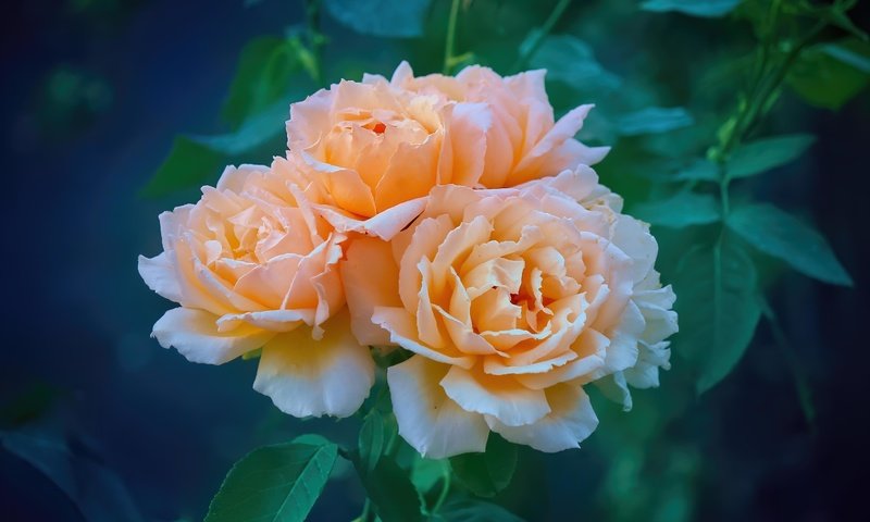 Обои цветы, розы, оранжевые, flowers, roses, orange разрешение 5184x3456 Загрузить