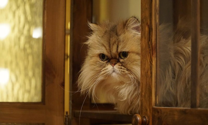 Обои кошка, взгляд, пушистая, персидская кошка, cat, look, fluffy, persian cat разрешение 2048x1365 Загрузить