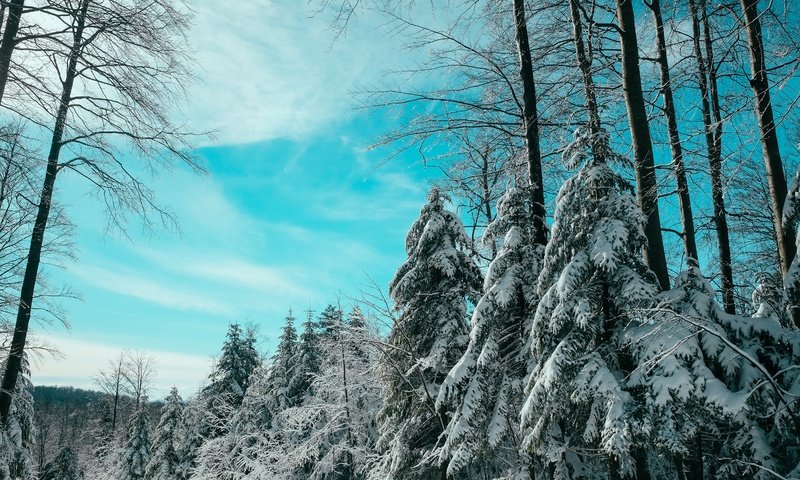 Обои небо, облака, снег, лес, зима, ели, the sky, clouds, snow, forest, winter, ate разрешение 4896x3264 Загрузить