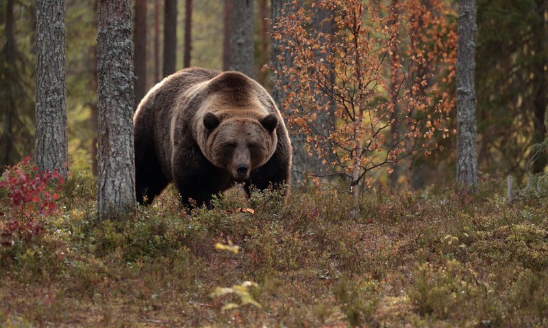 Обои деревья, лес, осень, медведь, топтыгин, trees, forest, autumn, bear разрешение 2112x1188 Загрузить