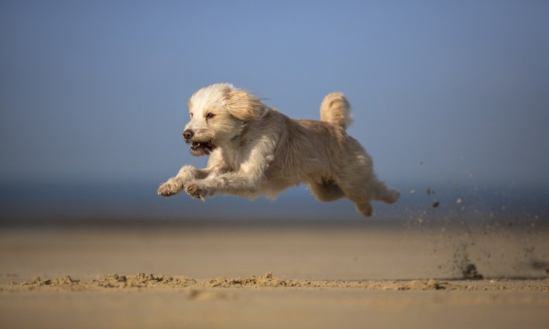 Обои небо, песок, мордочка, взгляд, собака, бег, лапки, the sky, sand, muzzle, look, dog, running, legs разрешение 2701x1707 Загрузить